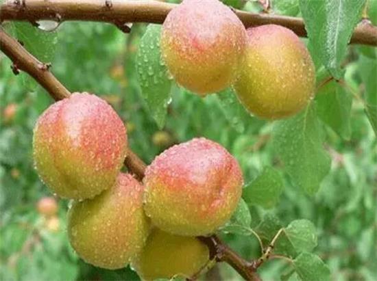 內蒙古腐殖酸生產挽救產量